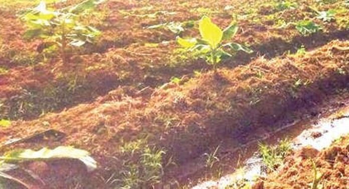 കുരമ്പാലയിൽ 250 മൂട് ഏത്തവാഴ നശിപ്പിച്ച് കാട്ടുപന്നികൾ കുരമ്പാലയിൽ 250 മൂട് ഏത്തവാഴ നശിപ്പിച്ച് കാട്ടുപന്നികൾ