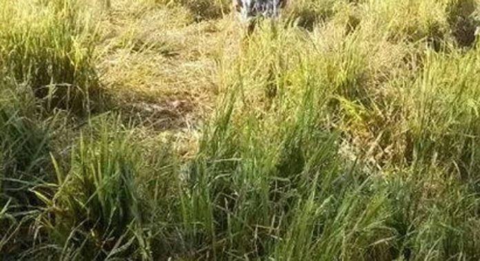 നാരങ്ങാനത്ത് നെൽകൃഷി നശിപ്പിച്ച് കാട്ടുപന്നി നാരങ്ങാനത്ത് നെൽകൃഷി നശിപ്പിച്ച് കാട്ടുപന്നി