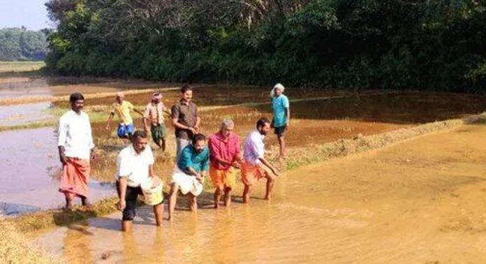 പന്തളം തെക്കേക്കര പഞ്ചായത്തിലെ മാവര പാടശേഖരത്തിലെ 15 ഹെക്ടർ നിലം പുഞ്ച കൃഷിക്കായി ഒരുങ്ങി പന്തളം തെക്കേക്കര പഞ്ചായത്തിലെ മാവര പാടശേഖരത്തിലെ 15 ഹെക്ടർ നിലം പുഞ്ച കൃഷിക്കായി ഒരുങ്ങി