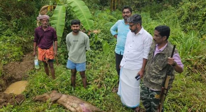 കുളനട പഞ്ചായത്തിൽ നെൽകൃഷി വ്യാപകമായി നശിപ്പിച്ച കാട്ടുപന്നികളെ വെടിവെച്ചു കൊല്ലുന്ന നടപടി ആരംഭിച്ചു കുളനട പഞ്ചായത്തിൽ നെൽകൃഷി വ്യാപകമായി നശിപ്പിച്ച കാട്ടുപന്നികളെ വെടിവെച്ചു കൊല്ലുന്ന നടപടി ആരംഭിച്ചു
