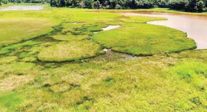 കുളനട പഞ്ചായത്തിന്റെ ഗ്രീന് സിഗ്നല് കാത്ത് പോളച്ചിറ പദ്ധതി കുളനട പഞ്ചായത്തിന്റെ ഗ്രീന് സിഗ്നല് കാത്ത് പോളച്ചിറ പദ്ധതി