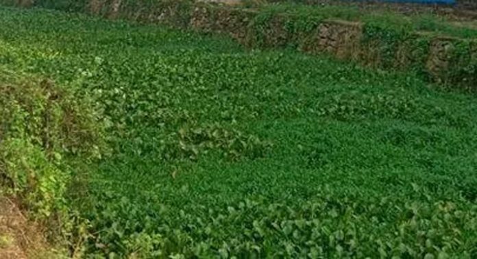 പോളയും മാലിന്യങ്ങളും നിറഞ്ഞു ; പെരിങ്ങര പഞ്ചായത്തിലെ ഭൂരിഭാഗം തോടുകളിലെയും ഒഴുക്ക് നിലച്ചു പോളയും മാലിന്യങ്ങളും നിറഞ്ഞു ; പെരിങ്ങര പഞ്ചായത്തിലെ ഭൂരിഭാഗം തോടുകളിലെയും ഒഴുക്ക് നിലച്ചു