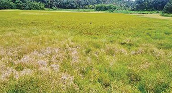 പായൽ കൊണ്ട് മൂടി ആറാട്ടുച്ചിറ പായൽ കൊണ്ട് മൂടി ആറാട്ടുച്ചിറ