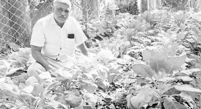 ശീതകാല പച്ചക്കറികള് വിളവെടുക്കാനൊരുങ്ങി പൊതുപ്രവര്ത്തകന് അലക്സാണ്ടര് തോമസ് ശീതകാല പച്ചക്കറികള് വിളവെടുക്കാനൊരുങ്ങി പൊതുപ്രവര്ത്തകന് അലക്സാണ്ടര് തോമസ്