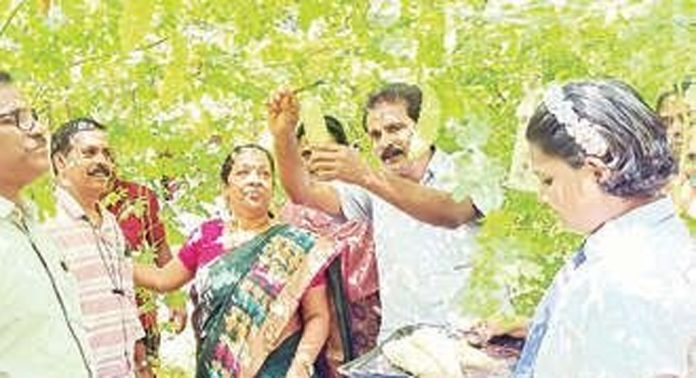 ചെന്നിത്തല ജവഹർ നവോദയ വിദ്യാലയത്തിൽ വിദ്യാർഥികൾ നടത്തിയ കൃഷിയുടെ വിളവെടുപ്പ് നടന്നു ചെന്നിത്തല ജവഹർ നവോദയ വിദ്യാലയത്തിൽ വിദ്യാർഥികൾ നടത്തിയ കൃഷിയുടെ വിളവെടുപ്പ് നടന്നു