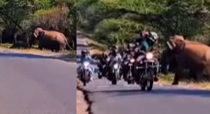 ഇടുക്കി മറയൂർ ഉദുമൽപെട്ട റോഡിൽ ബൈക്ക് യാത്രക്കാർക്കിടയിലേക്ക് പാഞ്ഞു കയറി കാട്ടാന ഇടുക്കി മറയൂർ ഉദുമൽപെട്ട റോഡിൽ ബൈക്ക് യാത്രക്കാർക്കിടയിലേക്ക് പാഞ്ഞു കയറി കാട്ടാന