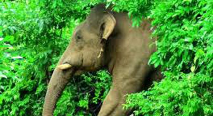 കുമ്മണ്ണൂർ നെടിയകാല ഭാഗത്ത് കാട്ടാനശല്യം രൂക്ഷം കുമ്മണ്ണൂർ നെടിയകാല ഭാഗത്ത് കാട്ടാനശല്യം രൂക്ഷം