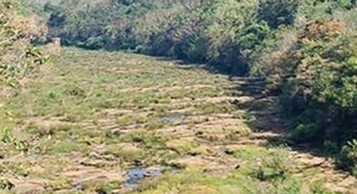 ചൂട് രൂക്ഷം ; പമ്പാനദി വരളുന്നു ചൂട് രൂക്ഷം ; പമ്പാനദി വരളുന്നു
