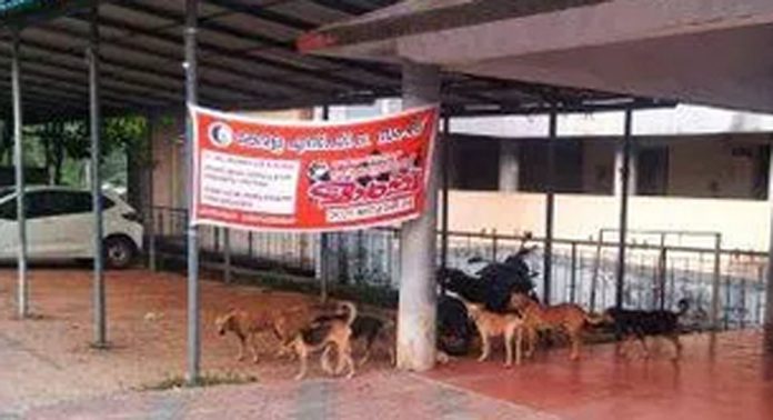 റാന്നി മിനി സിവിൽ സ്റ്റേഷൻ പരിസരം താവളമാക്കി തെരുവുനായ്ക്കള് റാന്നി മിനി സിവിൽ സ്റ്റേഷൻ പരിസരം താവളമാക്കി തെരുവുനായ്ക്കള്