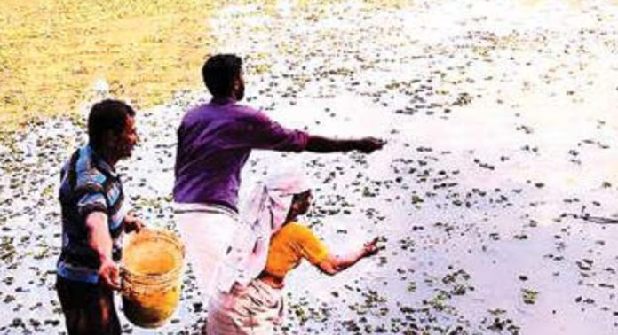 കടപ്ര പഞ്ചായത്തിലെ പരുമല അകത്തേമാലി പുഞ്ചയില് കൃഷിയിറക്കി കടപ്ര പഞ്ചായത്തിലെ പരുമല അകത്തേമാലി പുഞ്ചയില് കൃഷിയിറക്കി