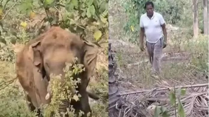 അതിരപ്പിള്ളിയിൽ കാട്ടാനയ്ക്ക് ചക്ക കൊടുത്ത യാത്രക്കാര് പിടിയിൽ അതിരപ്പിള്ളിയിൽ കാട്ടാനയ്ക്ക് ചക്ക കൊടുത്ത യാത്രക്കാര് പിടിയിൽ