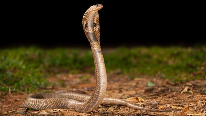 പാമ്പ് കടിയേറ്റുള്ള മരണം : ഇനി നാല് ലക്ഷം രൂപ സഹായം പാമ്പ് കടിയേറ്റുള്ള മരണം : ഇനി നാല് ലക്ഷം രൂപ സഹായം