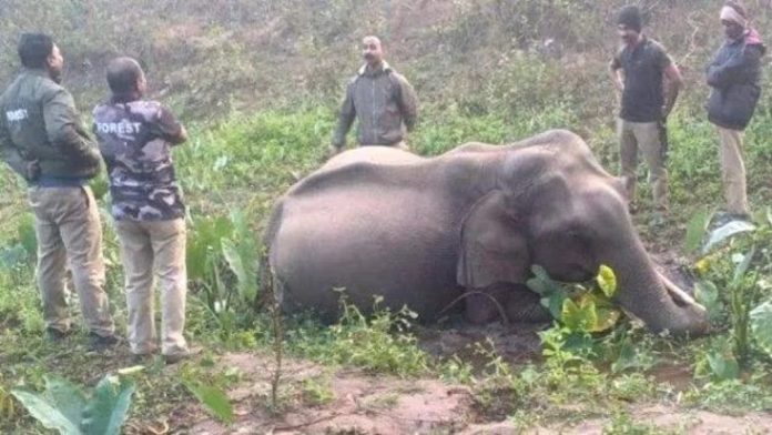 വയനാട് കാട്ടാന ചതുപ്പിൽ ചരിഞ്ഞ നിലയിൽ വയനാട് കാട്ടാന ചതുപ്പിൽ ചരിഞ്ഞ നിലയിൽ