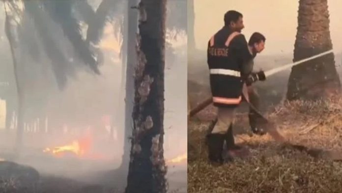 ഓയിൽ പാം എസ്റ്റേറ്റ് തീപിടിത്തം ; അന്വേഷണത്തിന് ഉത്തരവിട്ട് ജില്ലാ കളക്ടർ ഓയിൽ പാം എസ്റ്റേറ്റ് തീപിടിത്തം ; അന്വേഷണത്തിന് ഉത്തരവിട്ട് ജില്ലാ കളക്ടർ