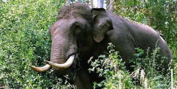 യുവാവിനെ കാട്ടാന ചവിട്ടിക്കൊന്നു യുവാവിനെ കാട്ടാന ചവിട്ടിക്കൊന്നു
