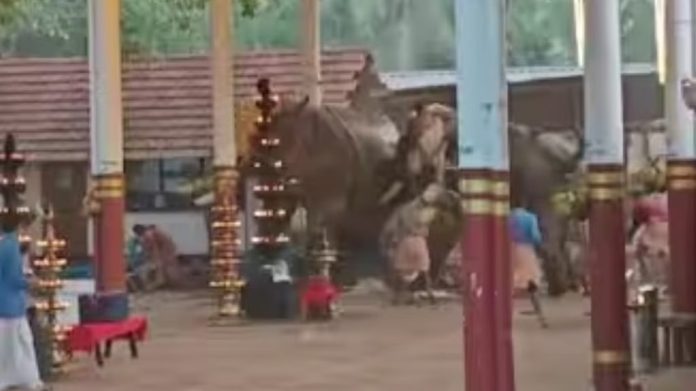 കൊയിലാണ്ടിയിൽ ക്ഷേത്ര ഉത്സവത്തിനിടെ ആനകൾ ഇടഞ്ഞുണ്ടായ അപകടത്തിൽ മരണം മൂന്നായി കൊയിലാണ്ടിയിൽ ക്ഷേത്ര ഉത്സവത്തിനിടെ ആനകൾ ഇടഞ്ഞുണ്ടായ അപകടത്തിൽ മരണം മൂന്നായി