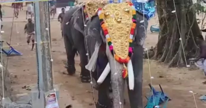 കൊയിലാണ്ടിയിൽ ആനയിടഞ്ഞ സംഭവം : നാട്ടാന പരിപാലന ചട്ടം ലംഘിച്ചെന്ന് റിപ്പോർട്ട് കൊയിലാണ്ടിയിൽ ആനയിടഞ്ഞ സംഭവം : നാട്ടാന പരിപാലന ചട്ടം ലംഘിച്ചെന്ന് റിപ്പോർട്ട്