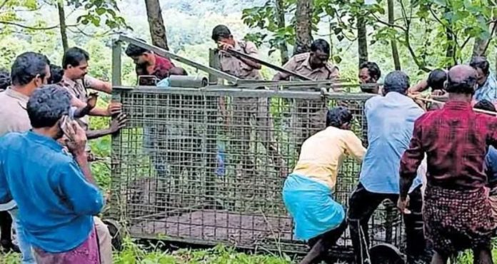 കടുവ സാന്നിധ്യം ; തലപ്പുഴ ഗവ.എൻജിനീയറിംഗ് കോളജിൽ പഠനം ഓൺലൈൻ കടുവ സാന്നിധ്യം ; തലപ്പുഴ ഗവ.എൻജിനീയറിംഗ് കോളജിൽ പഠനം ഓൺലൈൻ