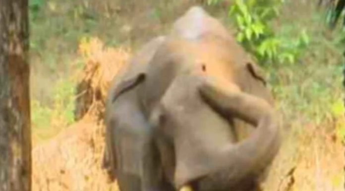 അതിരപ്പിള്ളിയിലെ മസ്തകത്തിൽ മുറിവേറ്റ ആനയെ നാളെ മയക്കുവെടി വയ്ക്കും അതിരപ്പിള്ളിയിലെ മസ്തകത്തിൽ മുറിവേറ്റ ആനയെ നാളെ മയക്കുവെടി വയ്ക്കും