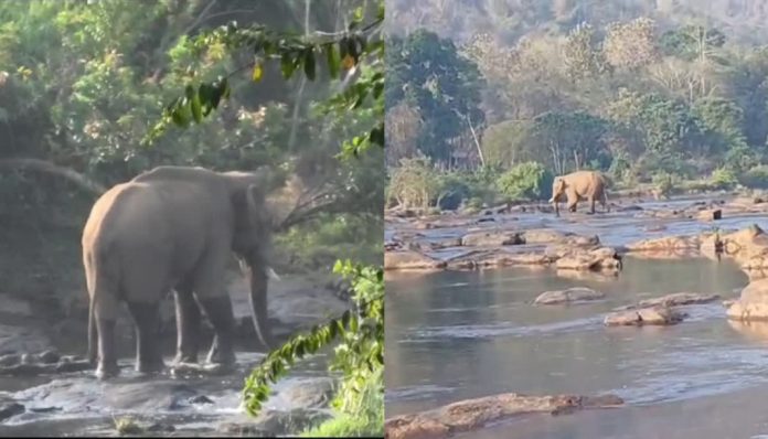 മസ്തകത്തില് മുറിവേറ്റ കൊമ്പനെ നാളെ മയക്കുവെടി വെയ്ക്കും മസ്തകത്തില് മുറിവേറ്റ കൊമ്പനെ നാളെ മയക്കുവെടി വെയ്ക്കും