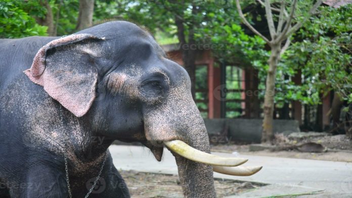 പൂരത്തിനിടെ ആന ഇടഞ്ഞു ; 23കാരന് പരിക്ക് പൂരത്തിനിടെ ആന ഇടഞ്ഞു ; 23കാരന് പരിക്ക്