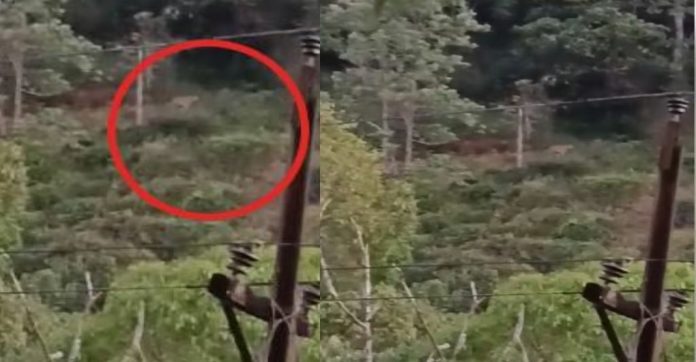 ഇടുക്കിയിൽ ജനവാസ മേഖലയോട് ചേർന്ന് കടുവ ഇറങ്ങി ഇടുക്കിയിൽ ജനവാസ മേഖലയോട് ചേർന്ന് കടുവ ഇറങ്ങി
