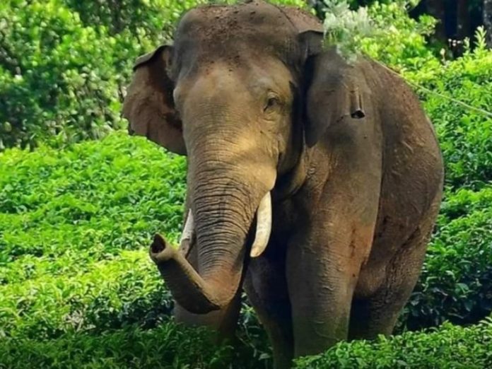 കാട്ടാന ആക്രമണം ; കൂട്ടിക്കൽ സ്വദേശിനി രക്ഷപെട്ടത് തലനാരിഴയ്ക്ക് കാട്ടാന ആക്രമണം ; കൂട്ടിക്കൽ സ്വദേശിനി രക്ഷപെട്ടത് തലനാരിഴയ്ക്ക്