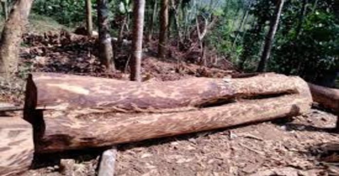 മുട്ടിൽ മരംമുറി കേസിലെ നടപടികൾ ഇഴയുന്നു ; പകുതിയോളം കേസുകളിലും പിഴ പോലും നിശ്ചയിച്ചില്ല മുട്ടിൽ മരംമുറി കേസിലെ നടപടികൾ ഇഴയുന്നു ; പകുതിയോളം കേസുകളിലും പിഴ പോലും നിശ്ചയിച്ചില്ല