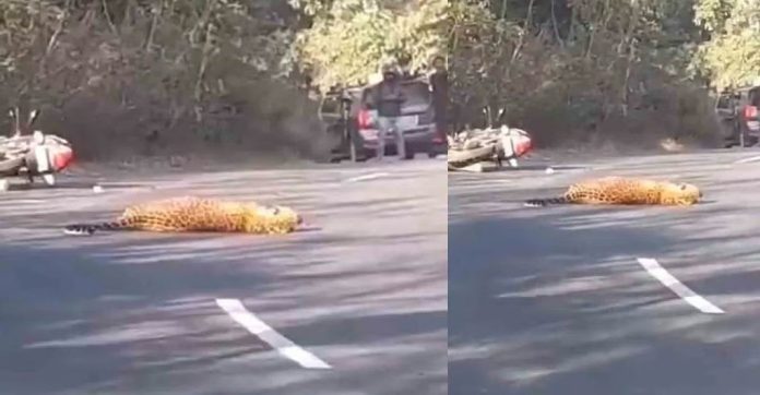 റോഡ് മറികടക്കവെ പുലിയെ ബൈക്കിടിച്ചു ; യാത്രക്കാരന് പരിക്ക് റോഡ് മറികടക്കവെ പുലിയെ ബൈക്കിടിച്ചു ; യാത്രക്കാരന് പരിക്ക്