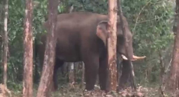 എലിമുള്ളുംപ്ലാക്കൽ ജനവാസ മേഖലയിൽ കാട്ടാന ഇറങ്ങുന്നു : നാട്ടുകാർ ആശങ്കയിൽ എലിമുള്ളുംപ്ലാക്കൽ ജനവാസ മേഖലയിൽ കാട്ടാന ഇറങ്ങുന്നു : നാട്ടുകാർ ആശങ്കയിൽ