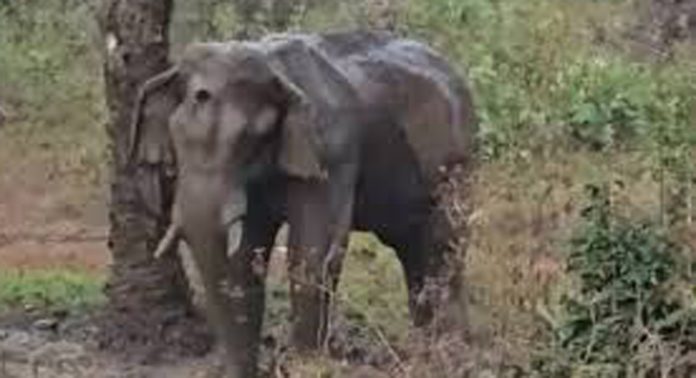 അതിരപ്പിള്ളിയിൽ മസ്തകത്തിന് പരിക്കേറ്റ് ചികിത്സയിലിരിക്കെ ചരിഞ്ഞ കൊമ്പന് അണുബാധയേറ്റിരുന്നുവെന്ന് പ്രാഥമിക പോസ്റ്റ്മോര്ട്ടം റിപ്പോർട്ട് അതിരപ്പിള്ളിയിൽ മസ്തകത്തിന് പരിക്കേറ്റ് ചികിത്സയിലിരിക്കെ ചരിഞ്ഞ കൊമ്പന് അണുബാധയേറ്റിരുന്നുവെന്ന് പ്രാഥമിക പോസ്റ്റ്മോര്ട്ടം റിപ്പോർട്ട്