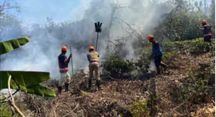 തലപ്പുഴ ബോയ്സ് ടൗണിന് സമീപം തേയില തോട്ടത്തിന് തീപിടിച്ചു തലപ്പുഴ ബോയ്സ് ടൗണിന് സമീപം തേയില തോട്ടത്തിന് തീപിടിച്ചു