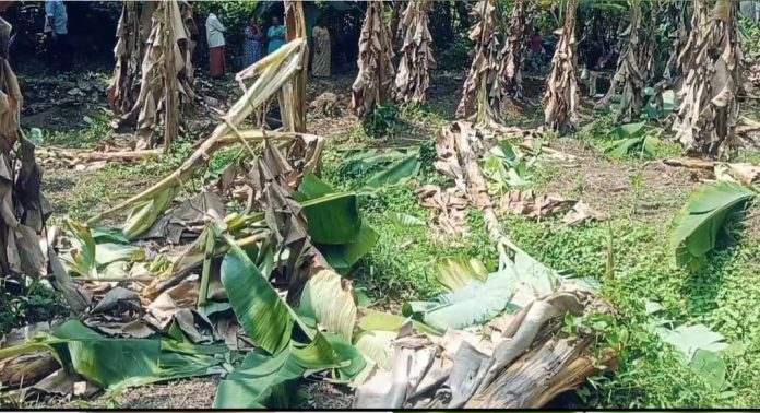 കുളത്തുമൺ താമരപ്പള്ളിയിൽ കാട്ടാന കൃഷി നശിപ്പിച്ചു കുളത്തുമൺ താമരപ്പള്ളിയിൽ കാട്ടാന കൃഷി നശിപ്പിച്ചു