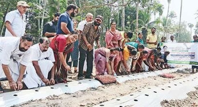 ചേർത്തല നഗരത്തിലെ തരിശു സ്ഥലങ്ങളിൽ പച്ചക്കറിക്കൃഷി തുടങ്ങി ചേർത്തല നഗരത്തിലെ തരിശു സ്ഥലങ്ങളിൽ പച്ചക്കറിക്കൃഷി തുടങ്ങി