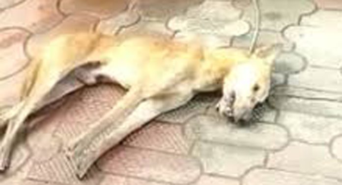 മൃഗങ്ങളിൽ ഉഷ്ണരോഗ ഭീഷണി ; കടക്കാട് പ്രദേശത്ത് രണ്ടു വീട്ടിൽ വളർത്തുനായ്ക്കളെ ചത്ത നിലയിൽ കണ്ടെത്തി മൃഗങ്ങളിൽ ഉഷ്ണരോഗ ഭീഷണി ; കടക്കാട് പ്രദേശത്ത് രണ്ടു വീട്ടിൽ വളർത്തുനായ്ക്കളെ ചത്ത നിലയിൽ കണ്ടെത്തി