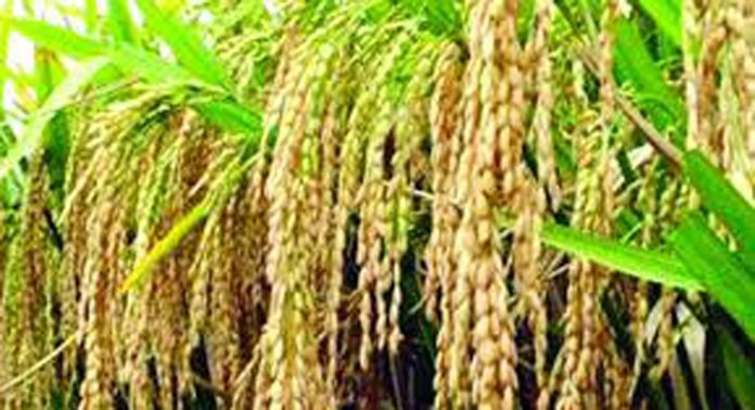 നരിക്കുഴി ഏലായിൽ ഇനി കൊയ്ത്തു കാലം നരിക്കുഴി ഏലായിൽ ഇനി കൊയ്ത്തു കാലം