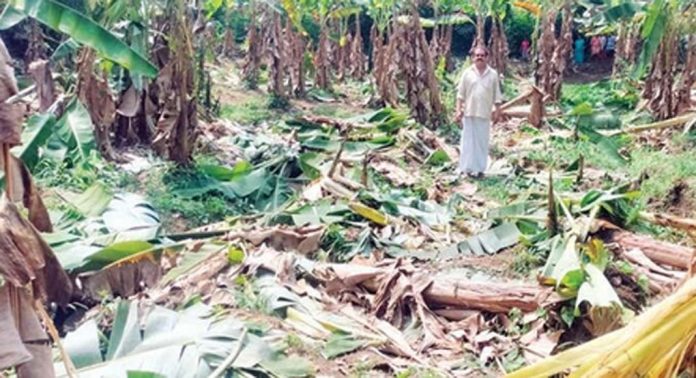 കുളത്തുമണ്ണില് 80 സെന്റ് സ്ഥലത്തെ വാഴക്കൃഷി നശിപ്പിച്ച് കാട്ടാന കുളത്തുമണ്ണില് 80 സെന്റ് സ്ഥലത്തെ വാഴക്കൃഷി നശിപ്പിച്ച് കാട്ടാന
