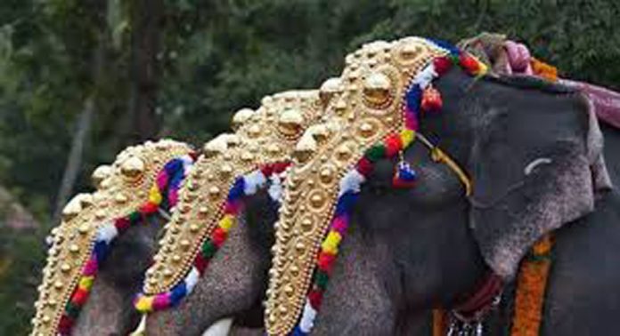 പരിയാനംപറ്റ ഉത്സവത്തിനിടെ ആനയിടഞ്ഞ സംഭവം ; വയോധികൻ ഗുരുതരാവസ്ഥയിൽ പരിയാനംപറ്റ ഉത്സവത്തിനിടെ ആനയിടഞ്ഞ സംഭവം ; വയോധികൻ ഗുരുതരാവസ്ഥയിൽ