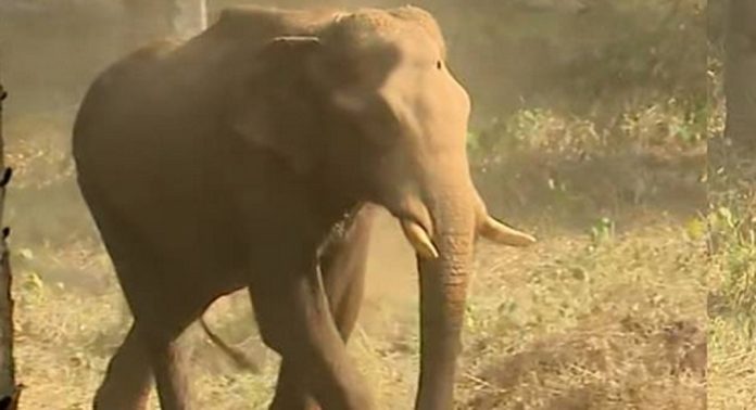 മുറിവേറ്റ കാട്ടുകൊമ്പനെ ചികിത്സിക്കാൻ ഡോ അരുൺ സക്കറിയയും സംഘവും അതിരപ്പിള്ളിയിലെത്തി മുറിവേറ്റ കാട്ടുകൊമ്പനെ ചികിത്സിക്കാൻ ഡോ അരുൺ സക്കറിയയും സംഘവും അതിരപ്പിള്ളിയിലെത്തി