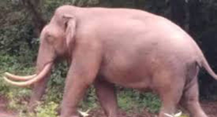 മൂന്നാറിൽ വീണ്ടും കാട്ടാന ആക്രമണം ; ബൈക്കില് സഞ്ചരിച്ച സ്ത്രീയെ എടുത്തെറിഞ്ഞു മൂന്നാറിൽ വീണ്ടും കാട്ടാന ആക്രമണം ; ബൈക്കില് സഞ്ചരിച്ച സ്ത്രീയെ എടുത്തെറിഞ്ഞു