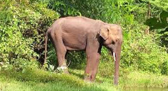 വേനൽ കത്തുന്നു ; തണ്ണിത്തോട്, കൊക്കാത്തോട്, കല്ലേലി വന മേഖലയിൽ വന്യ ജീവികൾ വനത്തിൽ നിന്നും നാട്ടിലിറങ്ങുന്നത് പതിവാകുന്നു വേനൽ കത്തുന്നു ; തണ്ണിത്തോട്, കൊക്കാത്തോട്, കല്ലേലി വന മേഖലയിൽ വന്യ ജീവികൾ വനത്തിൽ നിന്നും നാട്ടിലിറങ്ങുന്നത് പതിവാകുന്നു
