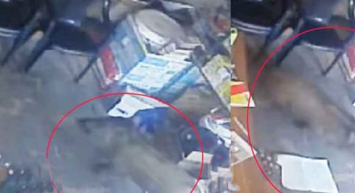 ഏനാത്ത് കടയിലേക്ക് പാഞ്ഞു കയറി കാട്ടുപന്നി ; ജീവനക്കാരി ഇറങ്ങി ഓടി ഏനാത്ത് കടയിലേക്ക് പാഞ്ഞു കയറി കാട്ടുപന്നി ; ജീവനക്കാരി ഇറങ്ങി ഓടി