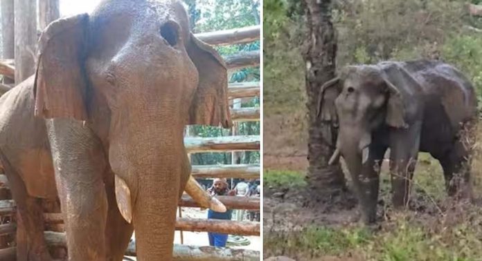 മസ്തകത്തില് മുറിവേറ്റ അതിരപ്പള്ളിയിലെ ആന ചരിഞ്ഞു മസ്തകത്തില് മുറിവേറ്റ അതിരപ്പള്ളിയിലെ ആന ചരിഞ്ഞു