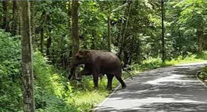 ഞള്ളൂർ മുതൽ തണ്ണിത്തോട് വരെയുള്ള റോഡിൽ വനംവകുപ്പ് നിരീക്ഷണം ശക്തമാക്കണം ; കെ സി സി തണ്ണിത്തോട് സോൺ ഞള്ളൂർ മുതൽ തണ്ണിത്തോട് വരെയുള്ള റോഡിൽ വനംവകുപ്പ് നിരീക്ഷണം ശക്തമാക്കണം ; കെ സി സി തണ്ണിത്തോട് സോൺ