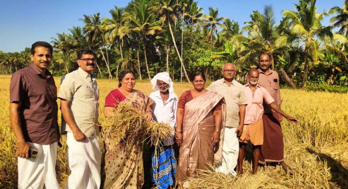 അട്ടച്ചാക്കൽ പാടശേഖരത്തിൽ നടപ്പിലാക്കിയ നെൽകൃഷിയുടെ കൊയ്തുത്സവം ഉദ്ഘാടനം ചെയ്തു അട്ടച്ചാക്കൽ പാടശേഖരത്തിൽ നടപ്പിലാക്കിയ നെൽകൃഷിയുടെ കൊയ്തുത്സവം ഉദ്ഘാടനം ചെയ്തു