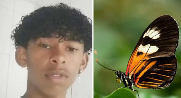 പൂമ്പാറ്റയുടെ അവശിഷ്ടം സ്വന്തം ശരീരത്തില് കുത്തിവെച്ച 14 -കാരന് മരിച്ചു പൂമ്പാറ്റയുടെ അവശിഷ്ടം സ്വന്തം ശരീരത്തില് കുത്തിവെച്ച 14 -കാരന് മരിച്ചു
