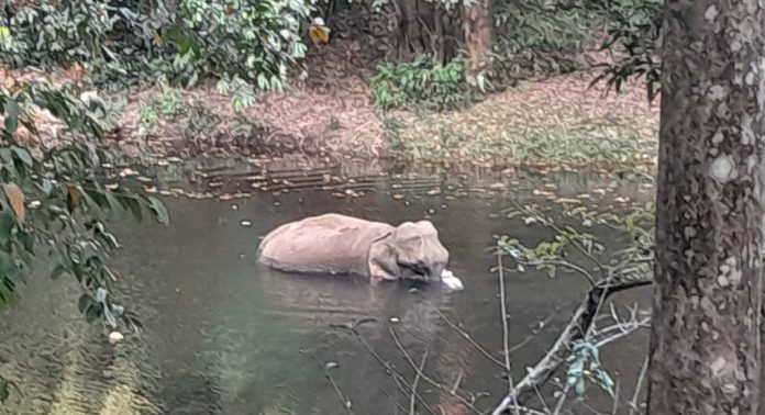 പത്തനംതിട്ട തണ്ണിത്തോട് കല്ലാറിൽ അവശനിലയിൽ കണ്ടെത്തിയ കാട്ടാന ചരിഞ്ഞു പത്തനംതിട്ട തണ്ണിത്തോട് കല്ലാറിൽ അവശനിലയിൽ കണ്ടെത്തിയ കാട്ടാന ചരിഞ്ഞു