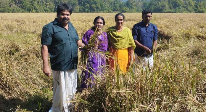 തോട്ടപ്പുഴശ്ശേരി ഗ്രാമപഞ്ചായത്തിലെ കുടുന്തപാടത്തിലെ കൊയ്ത്തുല്സവം തുടങ്ങി തോട്ടപ്പുഴശ്ശേരി ഗ്രാമപഞ്ചായത്തിലെ കുടുന്തപാടത്തിലെ കൊയ്ത്തുല്സവം തുടങ്ങി