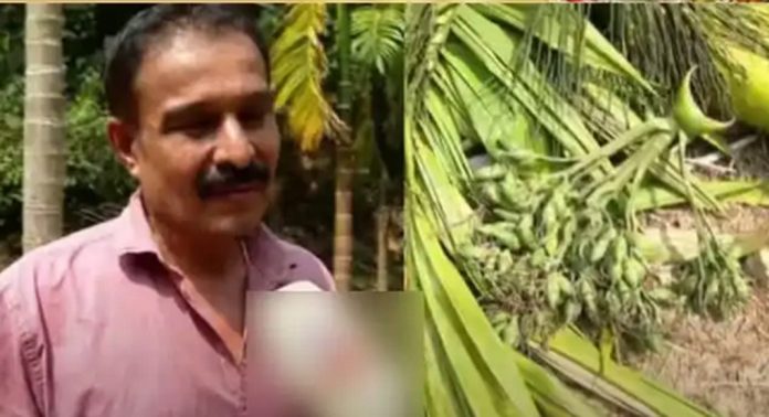 കാസര്ഗോഡ് ചെക്കണിഗയില് 28 കവുങ്ങുകള് മുന്നറിയിപ്പില്ലാതെ കെഎസ്ഇബി അധികൃതര് വെട്ടിനശിപ്പിച്ചെന്ന് പരാതി കാസര്ഗോഡ് ചെക്കണിഗയില് 28 കവുങ്ങുകള് മുന്നറിയിപ്പില്ലാതെ കെഎസ്ഇബി അധികൃതര് വെട്ടിനശിപ്പിച്ചെന്ന് പരാതി