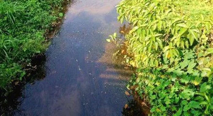 അറ്റകുറ്റപ്പണി നടന്നില്ല ; കല്ലട ഇറിഗേഷന്റെ വലതുകര കനാൽ തകർച്ചയിൽ അറ്റകുറ്റപ്പണി നടന്നില്ല ; കല്ലട ഇറിഗേഷന്റെ വലതുകര കനാൽ തകർച്ചയിൽ